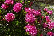 96 Rododendro rosso (Rhododendron ferrugineum)
